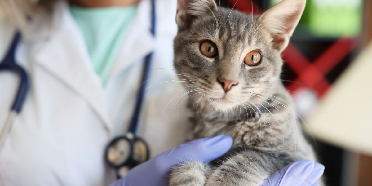 How feline infectious peritonitis can drastically impact your cat's health!