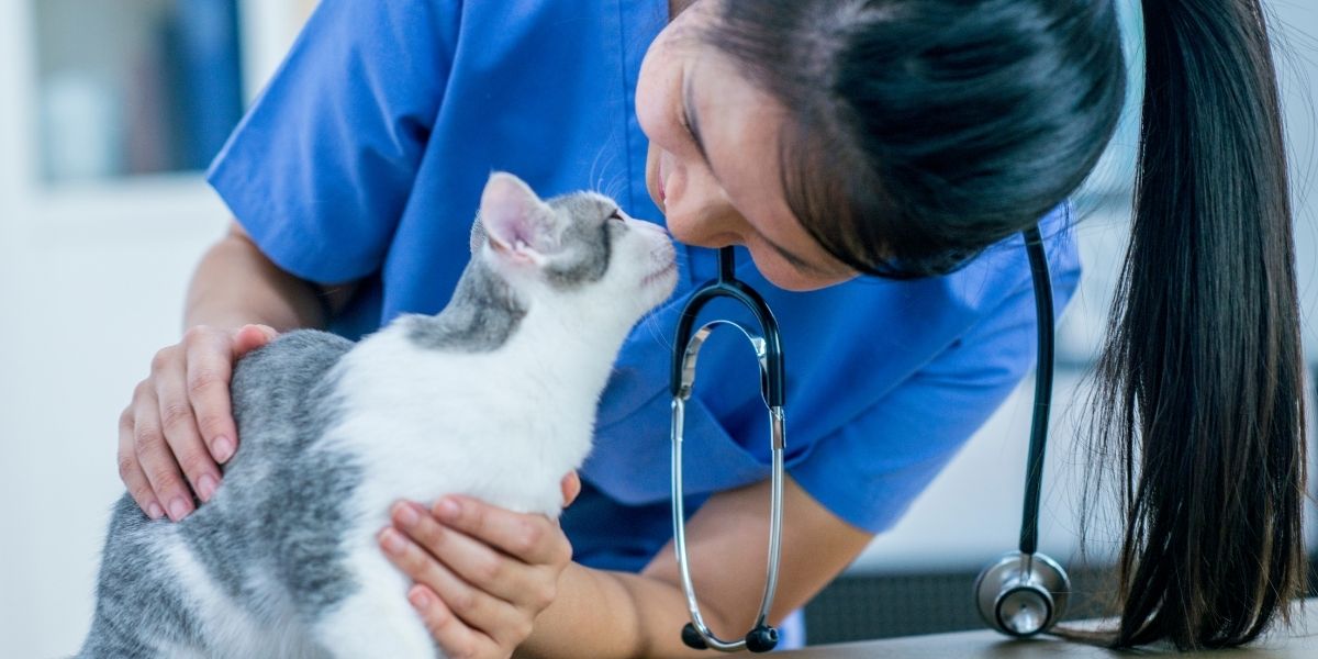 Unveiling new hope: The latest breakthroughs in treating feline infectious peritonitis