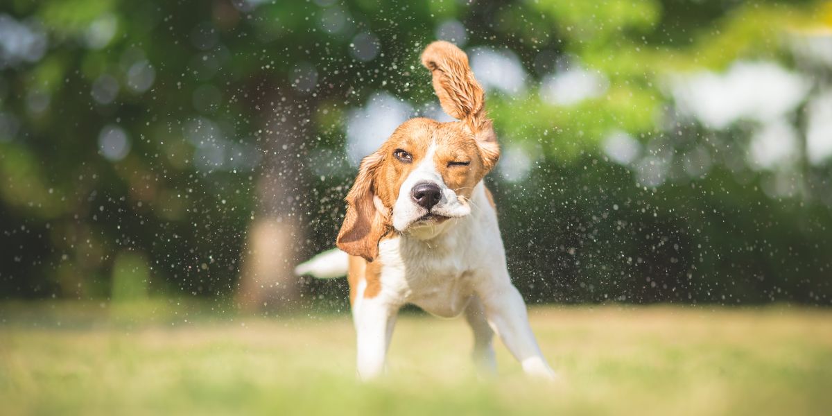 Why is my dog shaking? Understanding the signs and possible causes