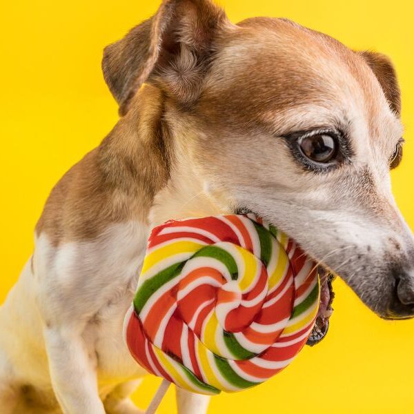 Can you share Halloween candy with your furry friend?