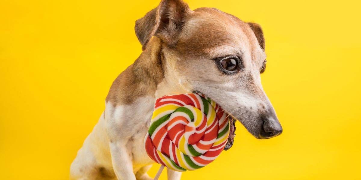 Can you share Halloween candy with your furry friend?