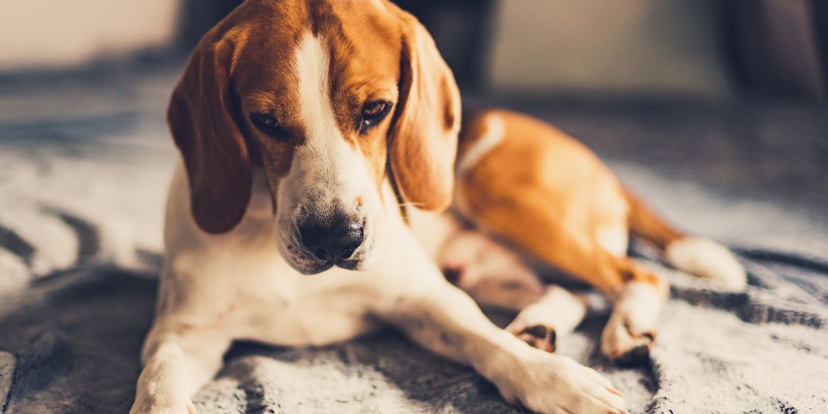 Is your furry friend depressed? Understanding signs of depression in pets