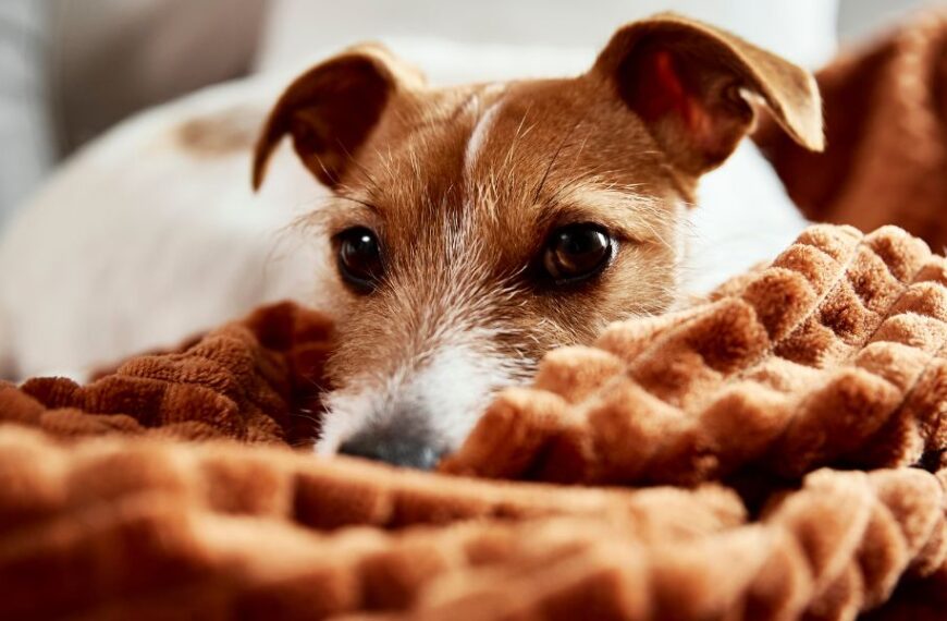 5 tips to fight your dog's depression: Empower yourself to make a remarkable change!