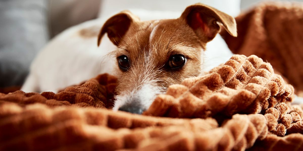 5 tips to fight your dog's depression: Empower yourself to make a remarkable change!