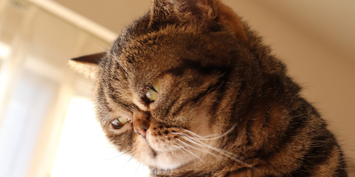 Unmasking feline blues: Is your cat silently battling depression?