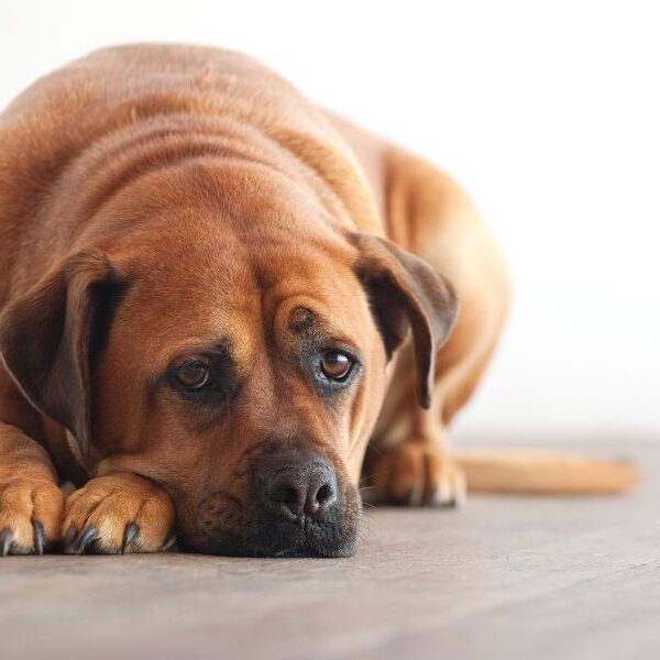 Is your furry friend sick or blue? Unmasking the signs of physical illness and pet depression