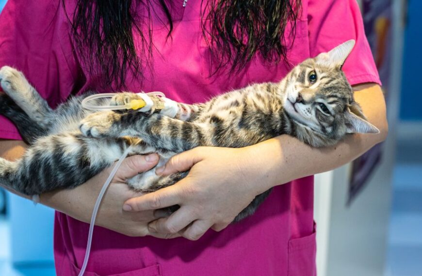 These 5 common cat diseases are often overlooked - Don't make that mistake!