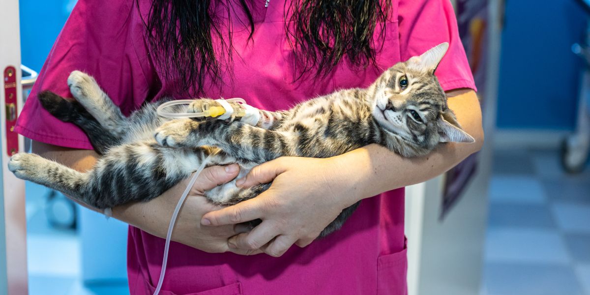 These 5 common cat diseases are often overlooked - Don't make that mistake!