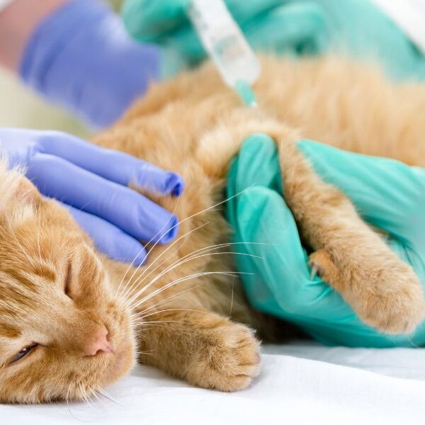 3 shocking complications your diabetic cat could face - Vital signs to look for and how you can help!