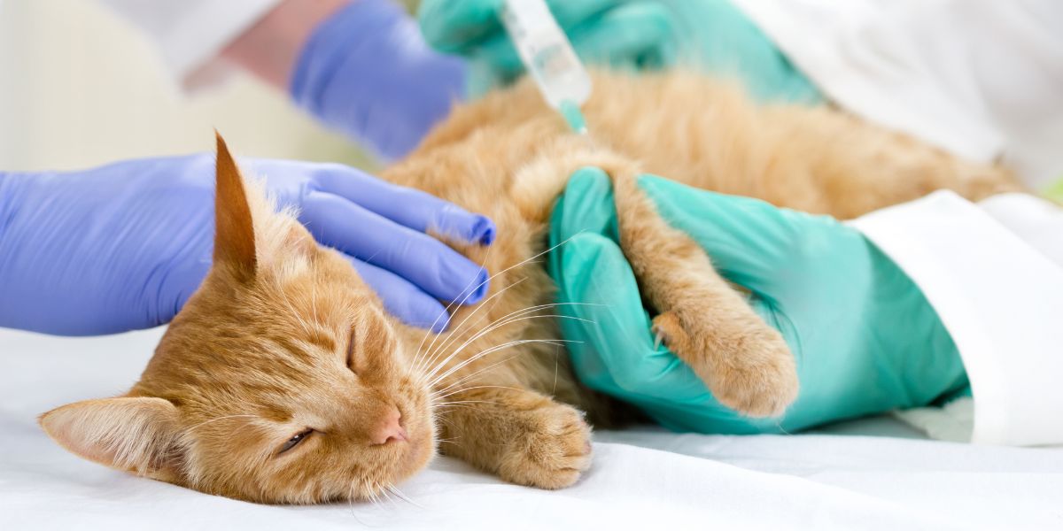 3 shocking complications your diabetic cat could face - Vital signs to look for and how you can help!