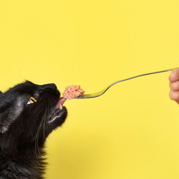 Reveal the ultimate diet: what your diabetic cat is begging for you to know!