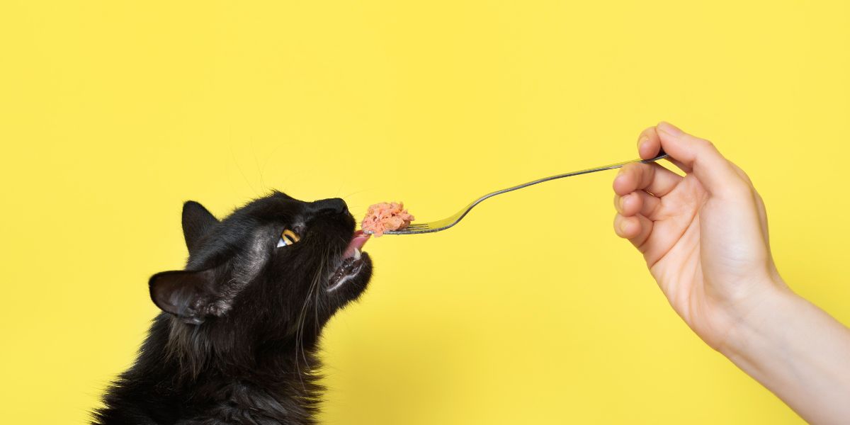 Reveal the ultimate diet: what your diabetic cat is begging for you to know!