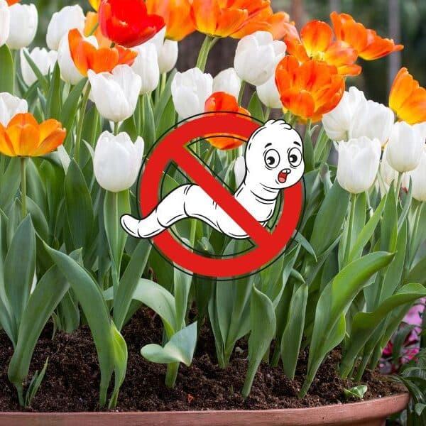 Big grubs in your flower pots? Here's how to get rid of them!