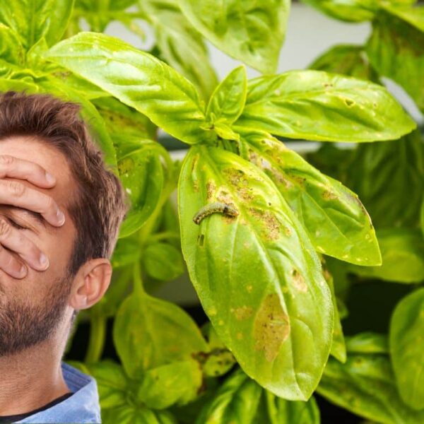Basil leaves ruined by holes and parasites? Here’s how to protect them effectively