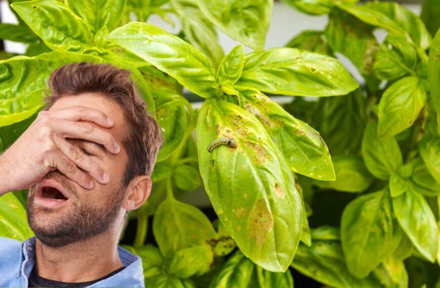 Basil leaves ruined by holes and parasites? Here’s how to protect them effectively