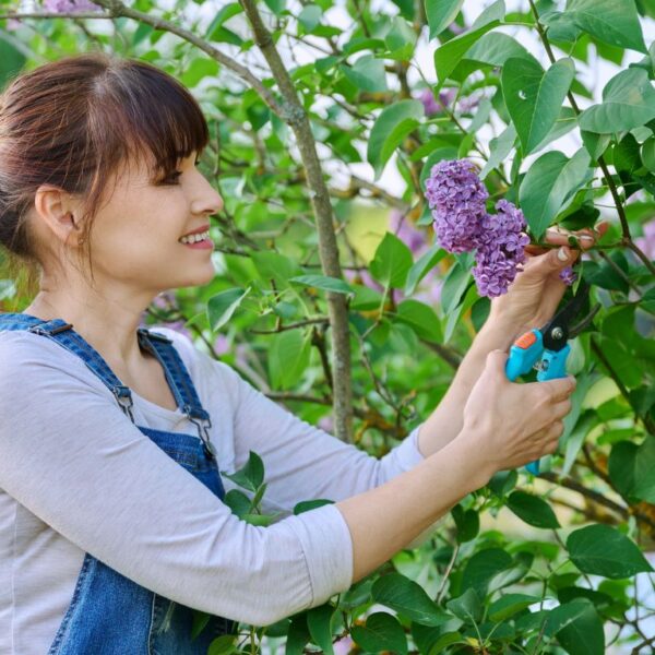 Do you want spectacular blooms? Here’s how to prune plants for incredible results next year