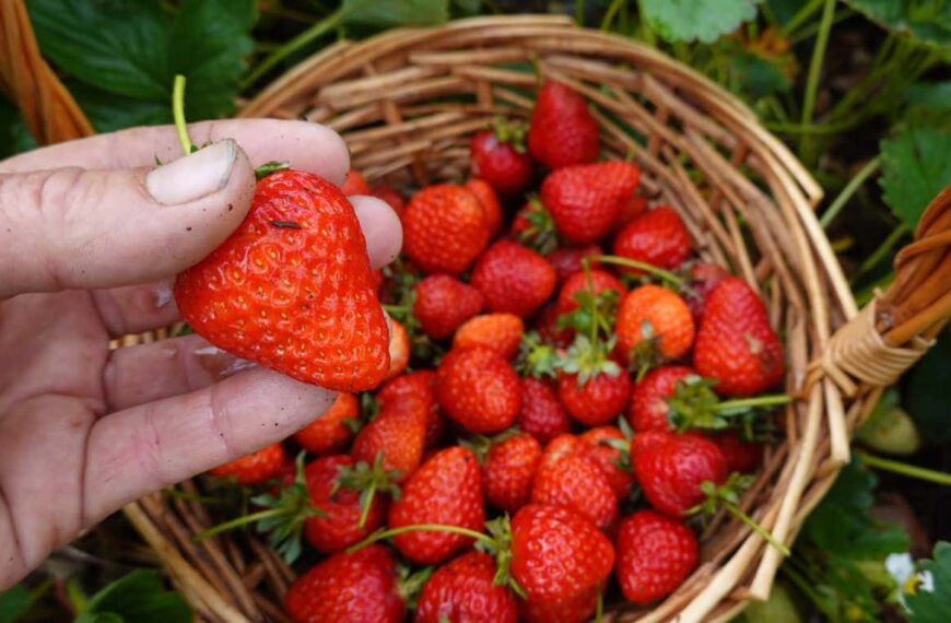 Find out if you can really grow strawberries from supermarket fruits