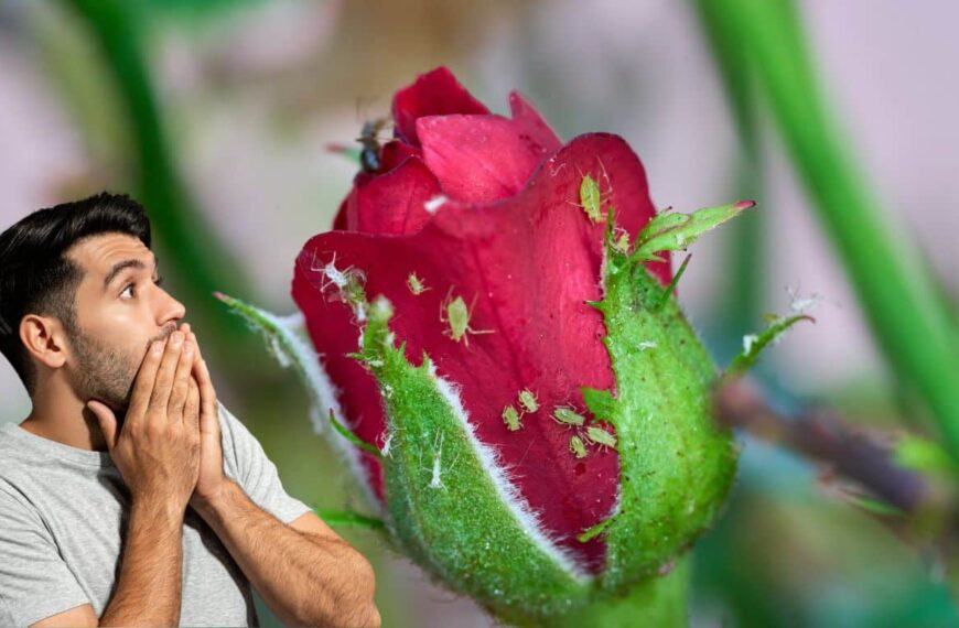 Get rid of aphids in your rose garden with these 4 natural and ecological remedies!