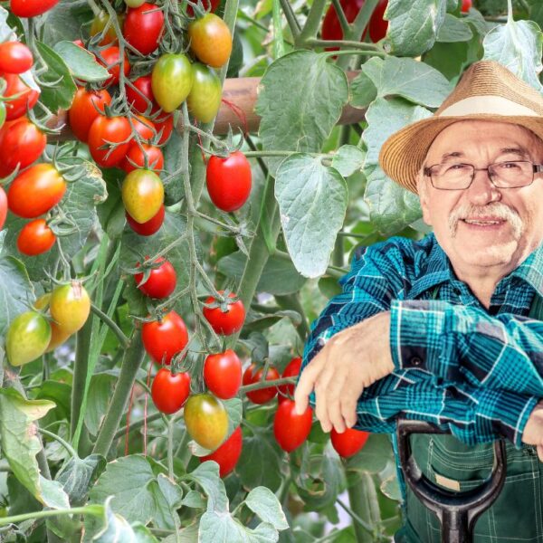 How to get a large amount of tomatoes from one plant? 5 simple but effective tricks to enjoy an abundant and delicious harvest