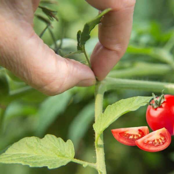How to remove suckers and prune tomatoes? Discover the right method