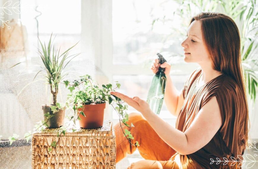 The best indoor plants for those who live in sunlight