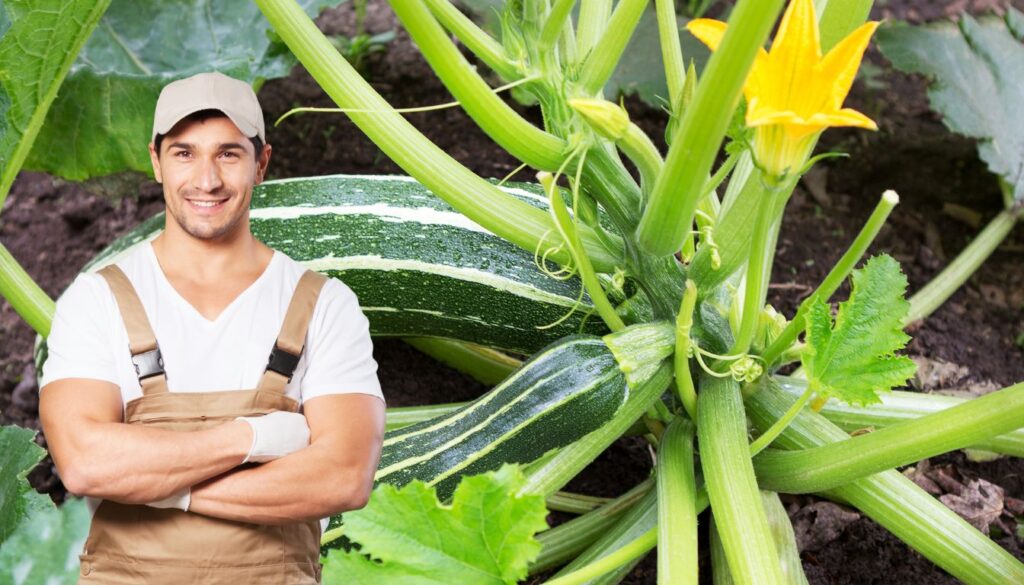 What to plant near courgettes for a perfect vegetable garden Abmeyerwood