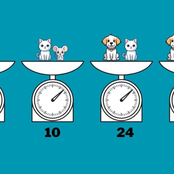 Are you a mathematical genius? Prove it and calculate the weight of all animals in 15 seconds!