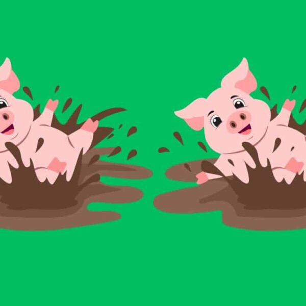 Can you find 4 differences in farm pigs in just 20 seconds? Test yourself!