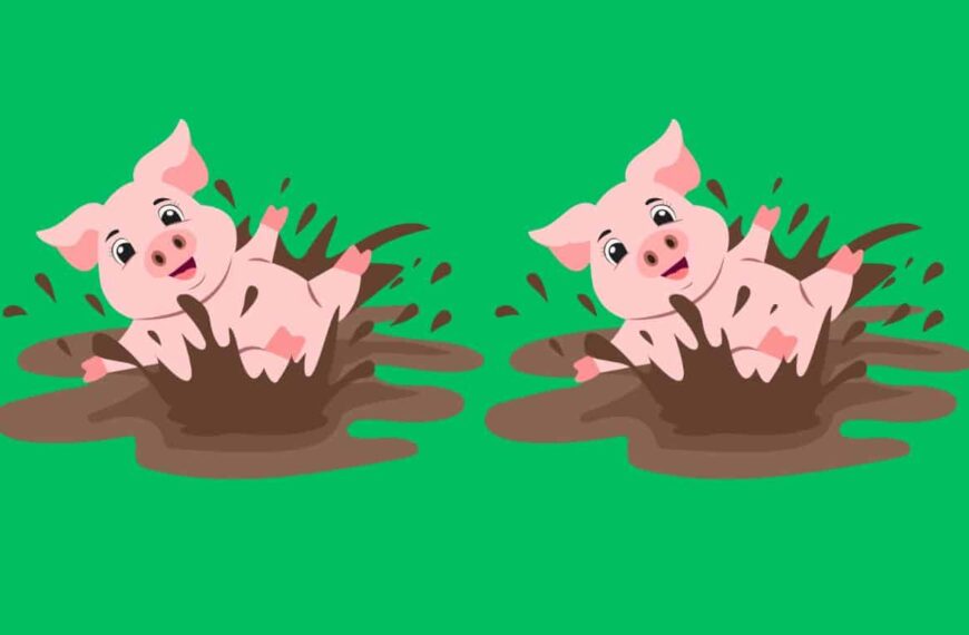 Can you find 4 differences in farm pigs in just 20 seconds? Test yourself!