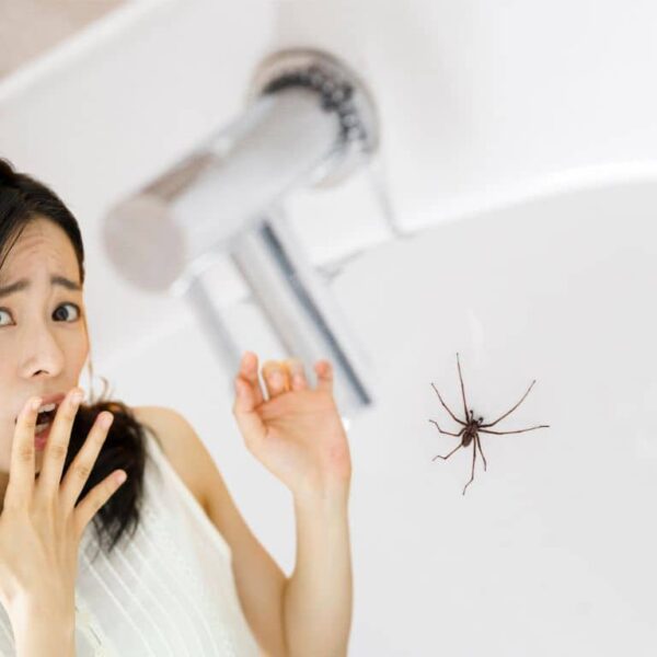 Defend your home from spiders with a very simple trick of just two ingredients!