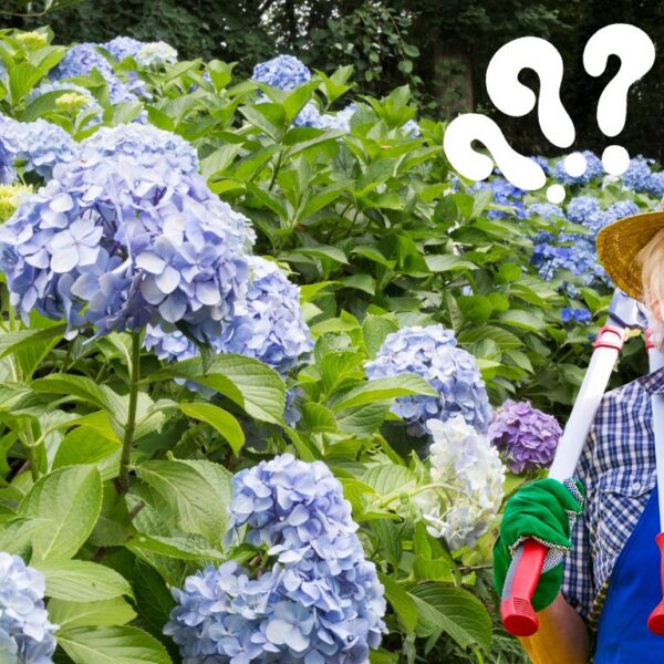 Do you need to prune hydrangeas in the fall? Discover the definitive truth!