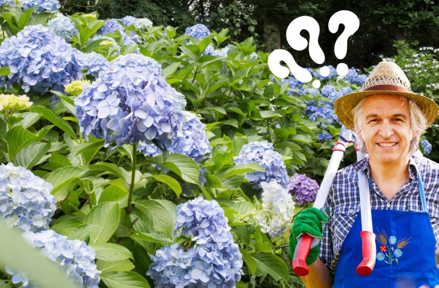 Do you need to prune hydrangeas in the fall? Discover the definitive truth!