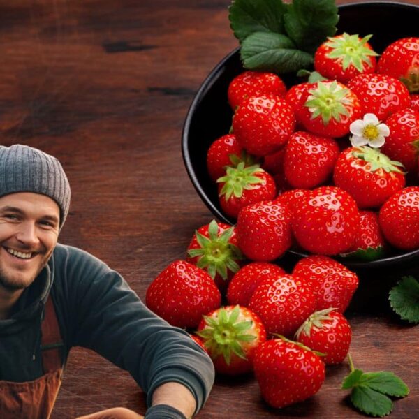 Don’t lose your strawberries! Here’s how to ensure their survival until next season