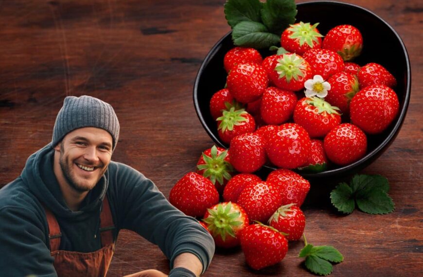 Don’t lose your strawberries! Here’s how to ensure their survival until next season