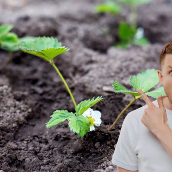 Planting strawberries in September? We’re not kidding, it really is the perfect time!