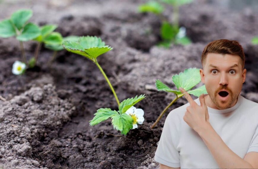 Planting strawberries in September? We’re not kidding, it really is the perfect time!