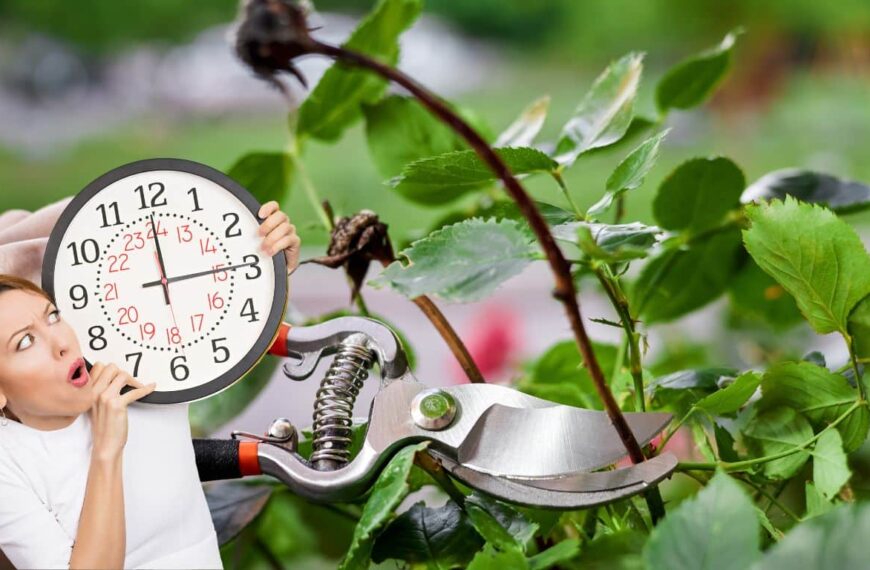 Time is running out: the end of September is approaching and you haven’t pruned your rose bushes yet…