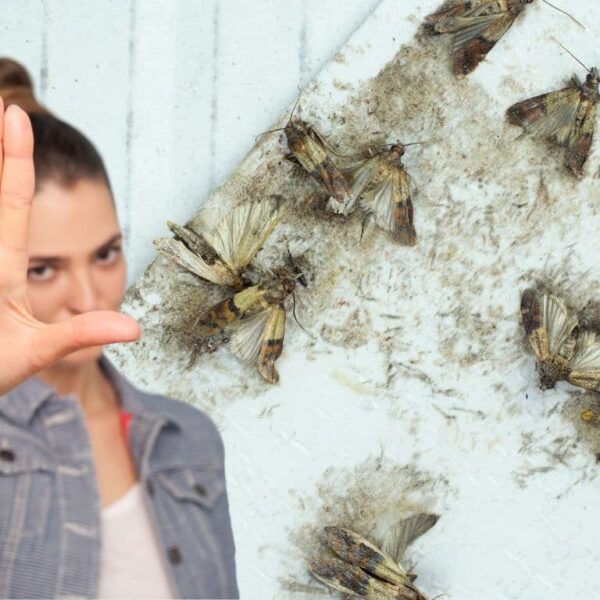 We show you a simple gesture to keep moths away from your home