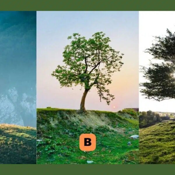 Discover your nostalgia level with this personality test: which tree represents you?