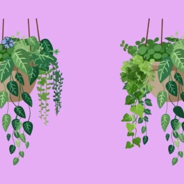 Do you think you’re a genius? Test your vision with the 5 differences in the hanging vase, but be careful: you only have 15 seconds!