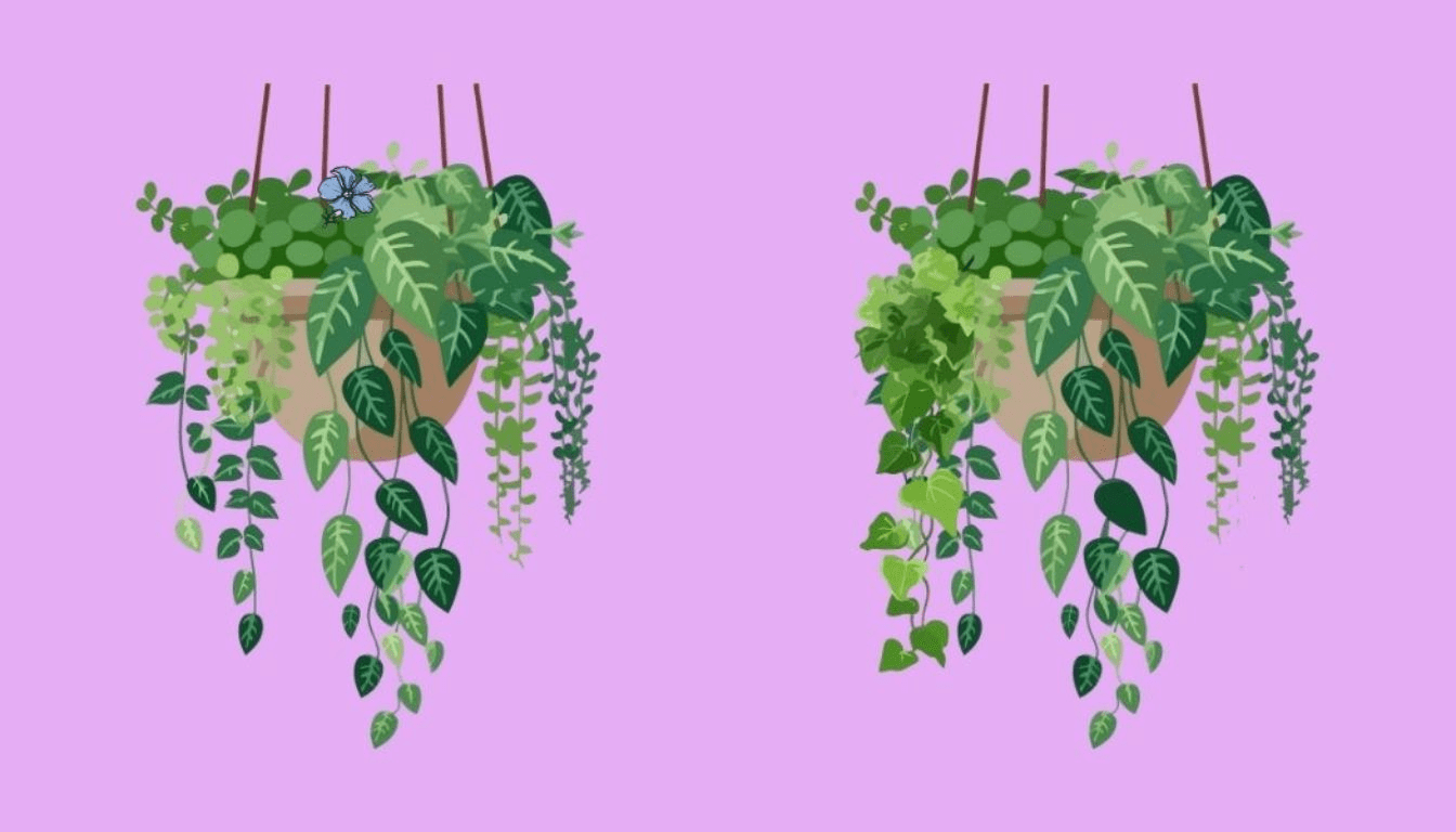 Do you think you're a genius? Test your vision with the 5 differences in the hanging vase, but be careful: you only have 15 seconds!