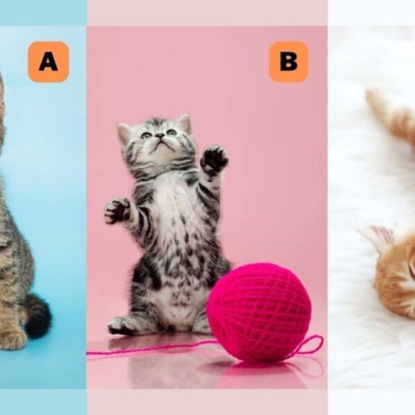 Personality test: Which cat do you choose? Find out if your mood is constant or changing!