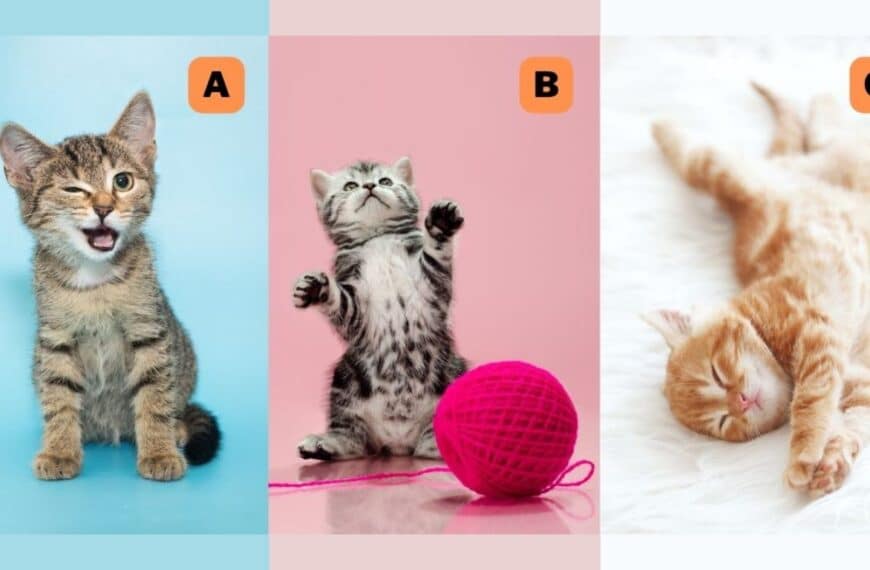 Personality test: Which cat do you choose? Find out if your mood is constant or changing!