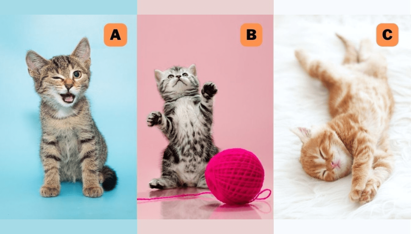 Personality test: Which cat do you choose? Find out if your mood is constant or changing!