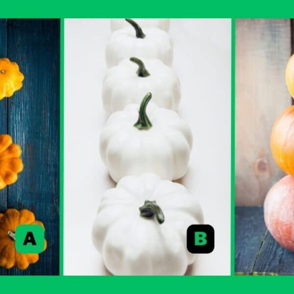 Personality test: choose a pumpkin and find out if you are more disciplined or carefree!