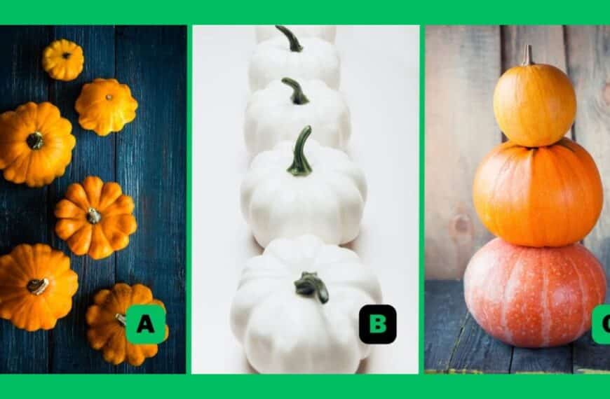 Personality test: choose a pumpkin and find out if you are more disciplined or carefree!