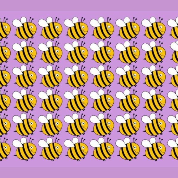 Test your vision: can you spot the different bee in 15 seconds?