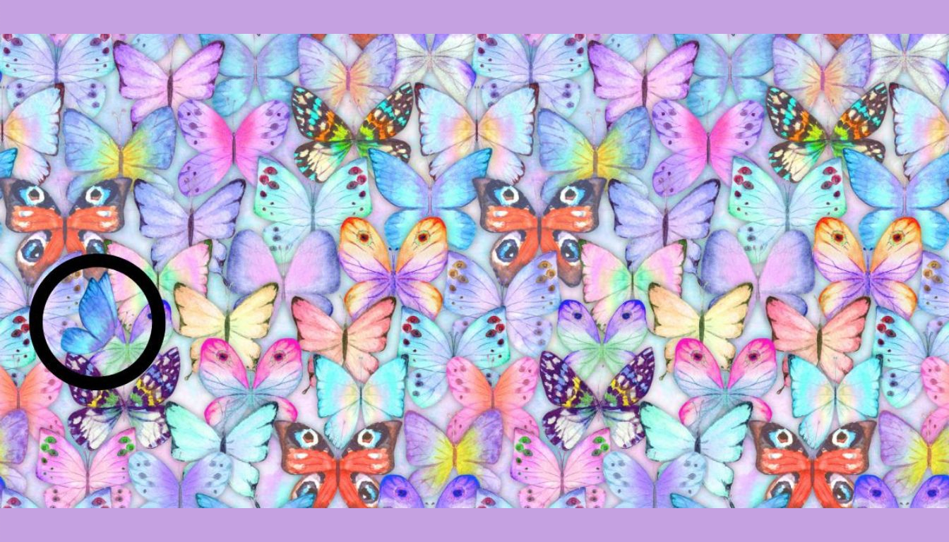 Think you have an eagle eye? Find different butterfly in just 15 seconds!