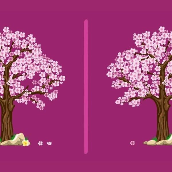 Can you find the 3 differences in a Japanese cherry tree in just 15 seconds? Only the sharpest eyes can do this