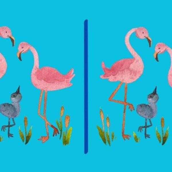 Challenge for attentive observers: can you find the 3 differences between the images of flamingos? Only the sharpest can do it!